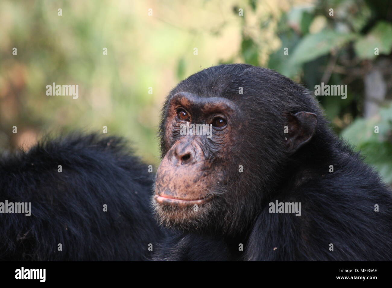 Bright eyed Chimpanzee on watch. Stock Photo
