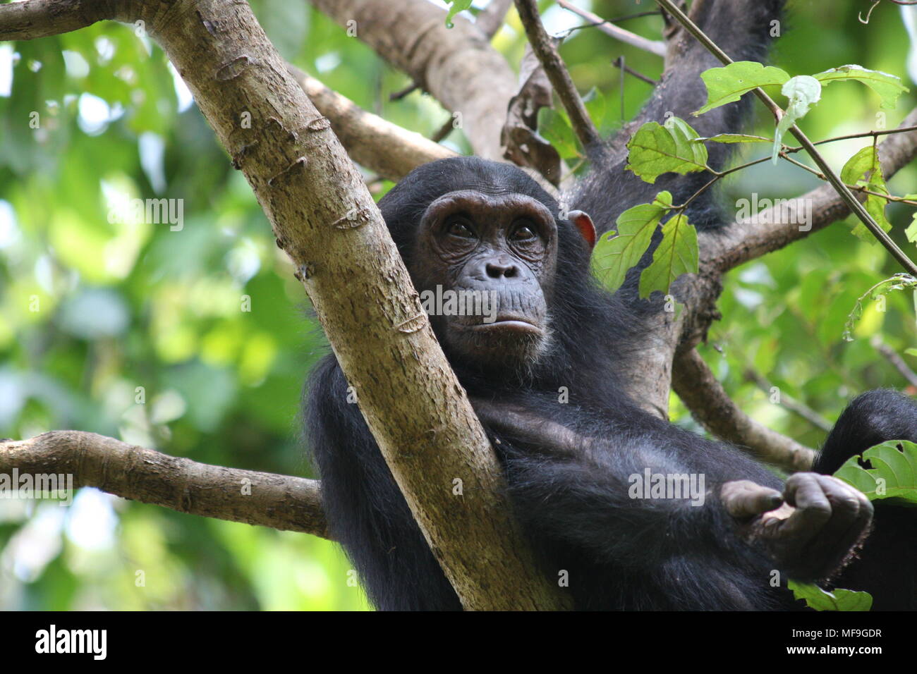 Solitary Chimpanzee sitting in the branches of a tree Stock Photo