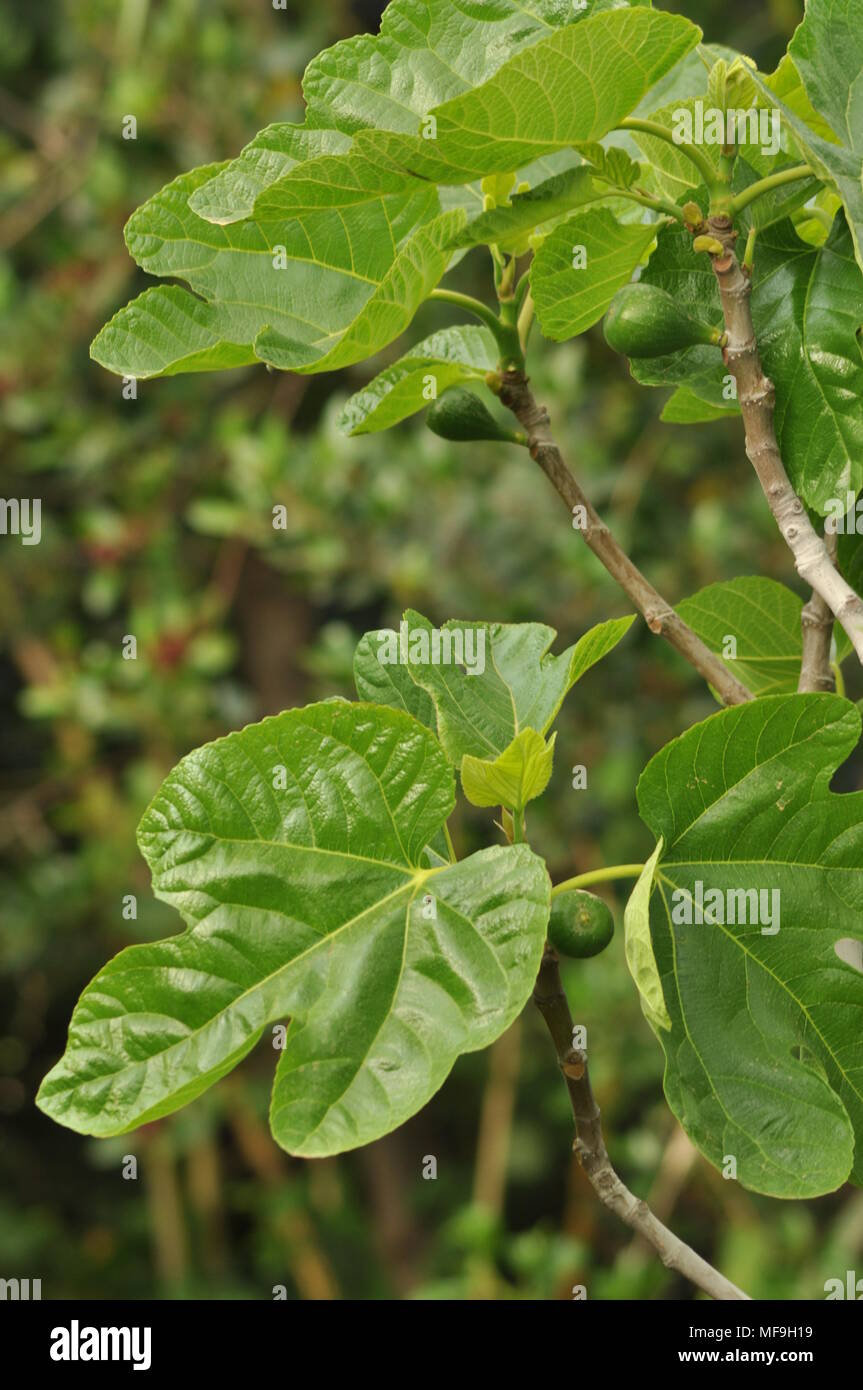 Albero Fico