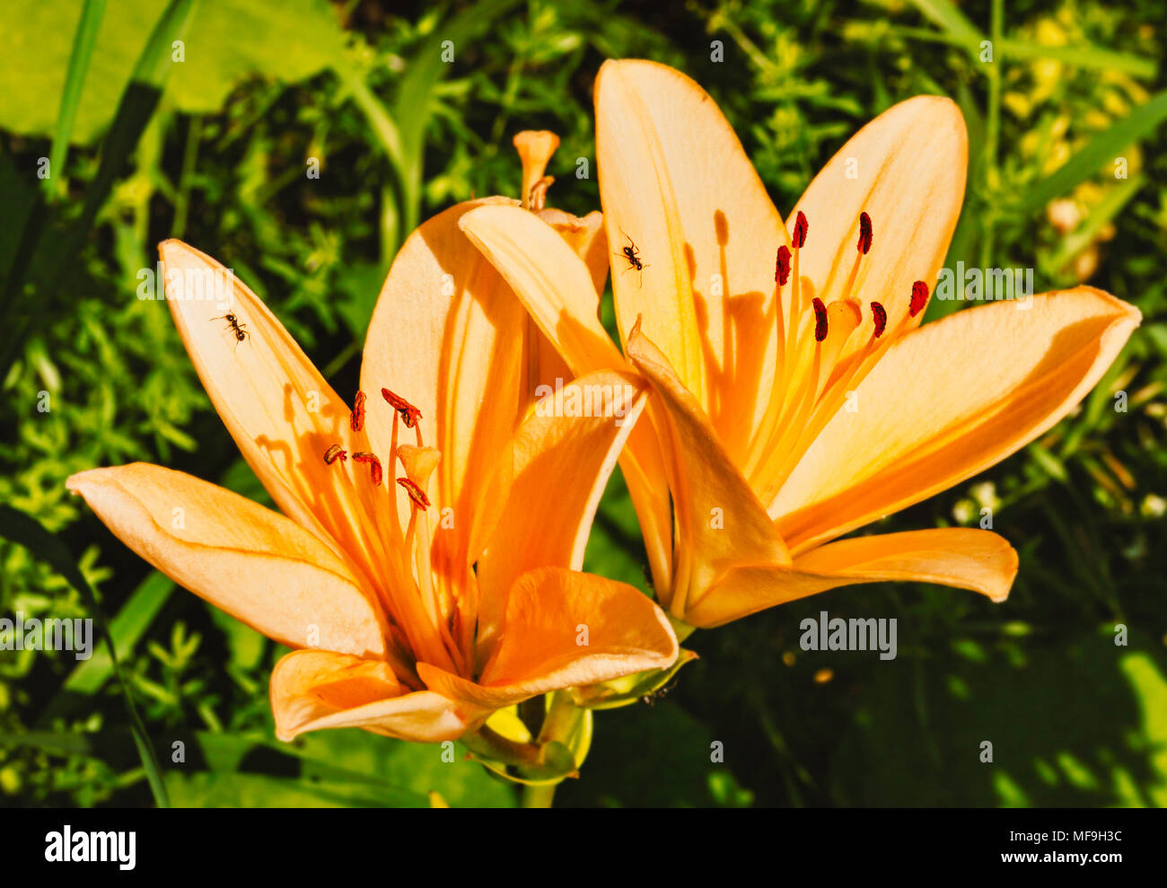 Great orange garden lilies at sunny summer weather Stock Photo