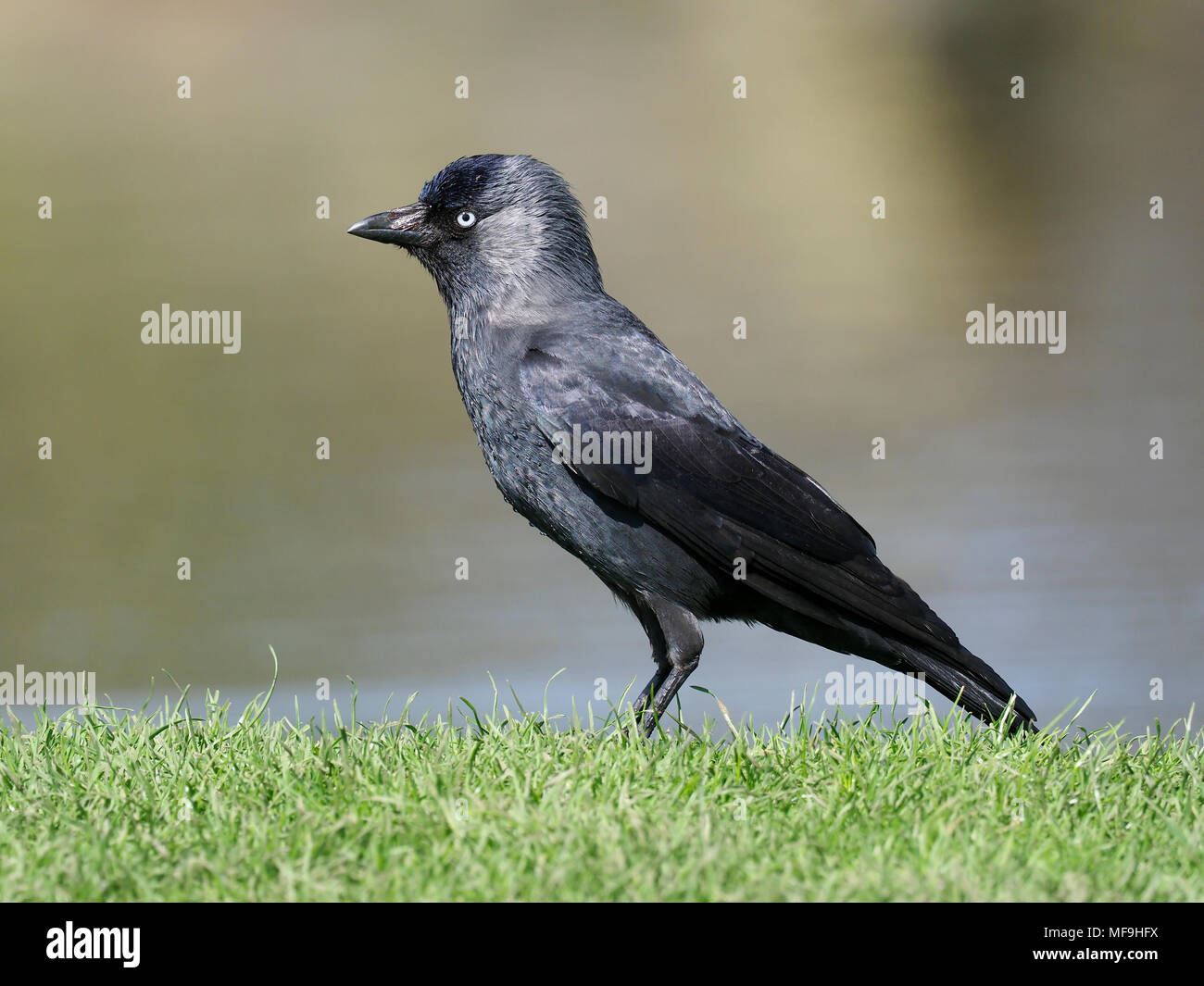 Jackdaw, Corvus monedula, single bird by water, London, April 2018 Stock Photo