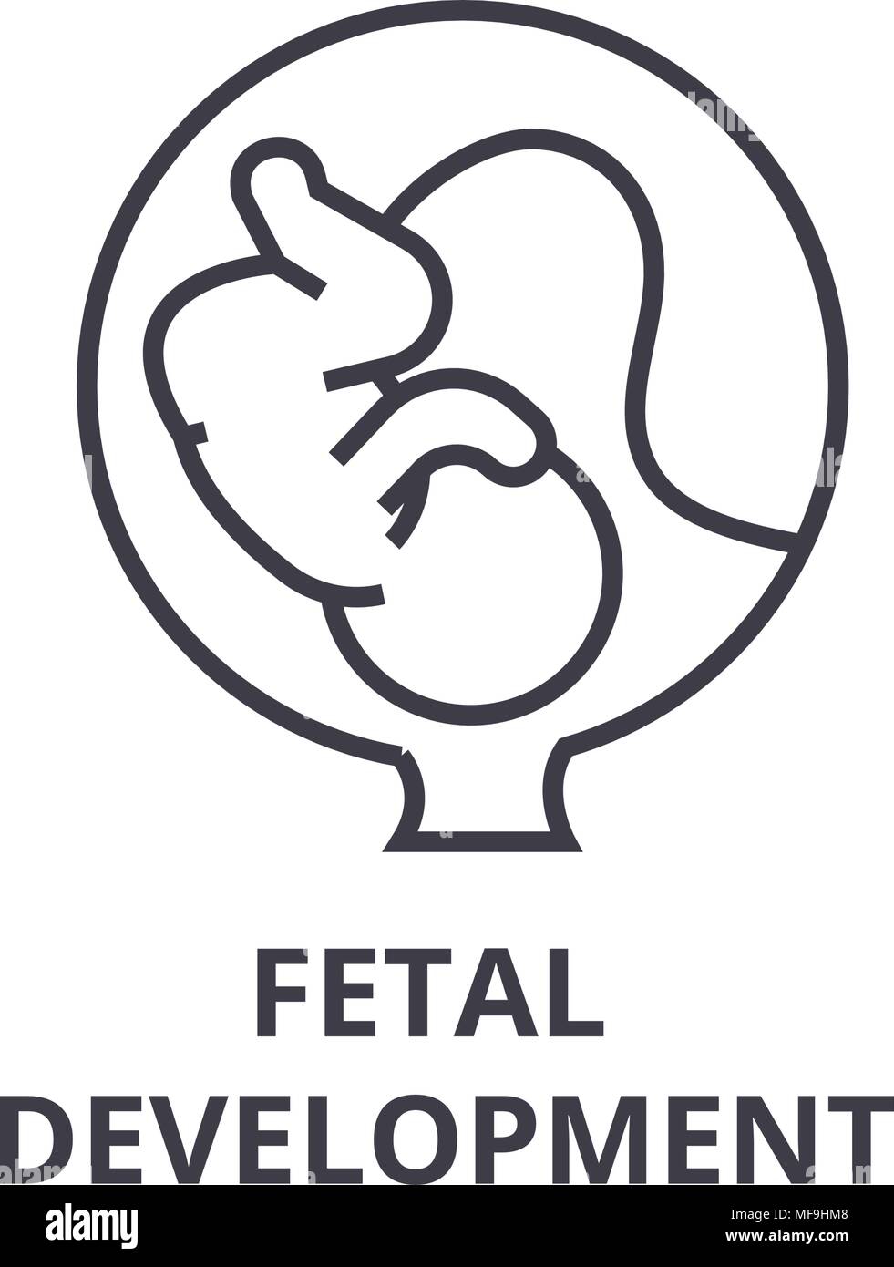 fetal development thin line icon, sign, symbol, illustation, linear concept, vector  Stock Vector