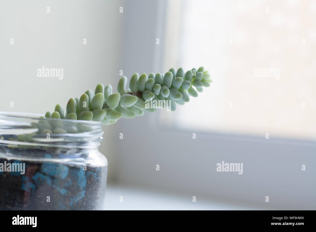 Sedum morganianum succulent plant sprout isolated on white background near window Stock Photo