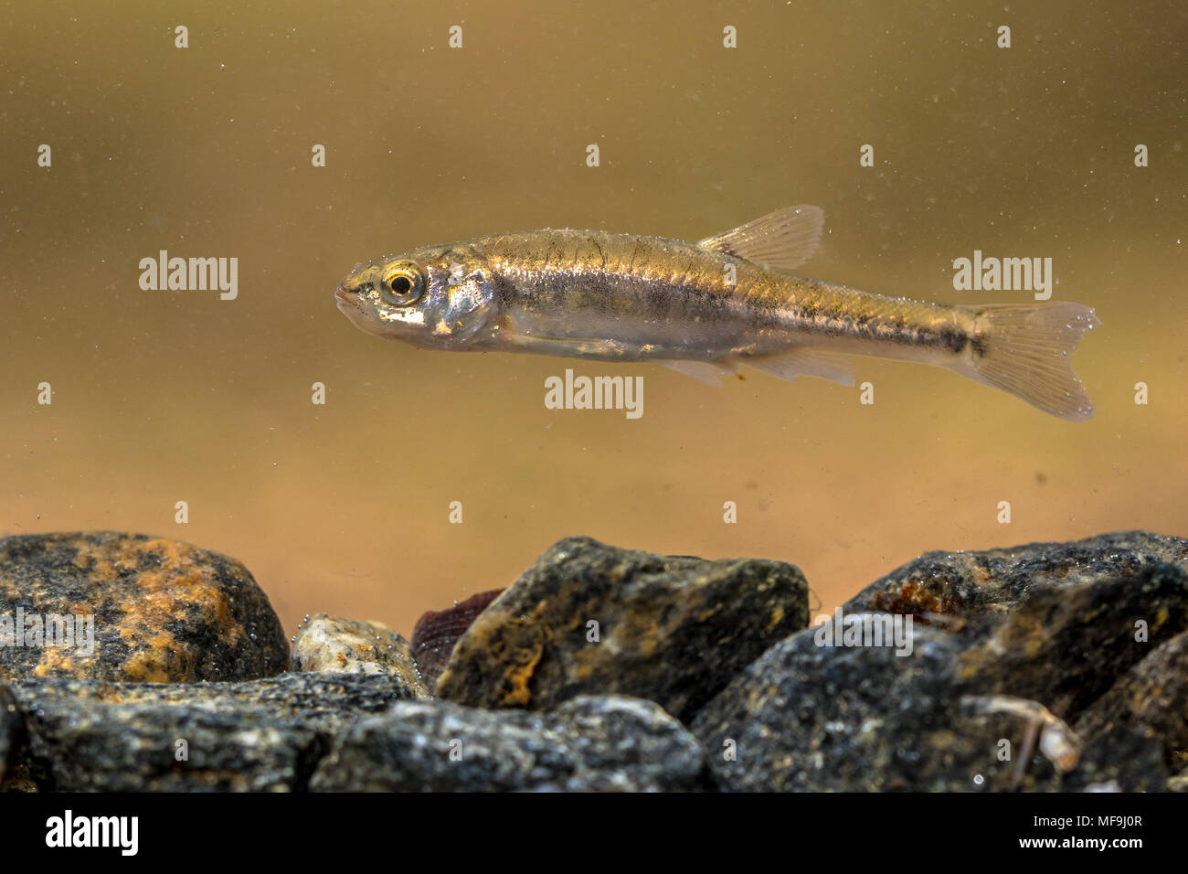 Eurasian minnow (Phoxinus phoxinus) is a small species of freshwater fish in the carp family Cyprinidae. Swimming in river with rocky bottom. Stock Photo