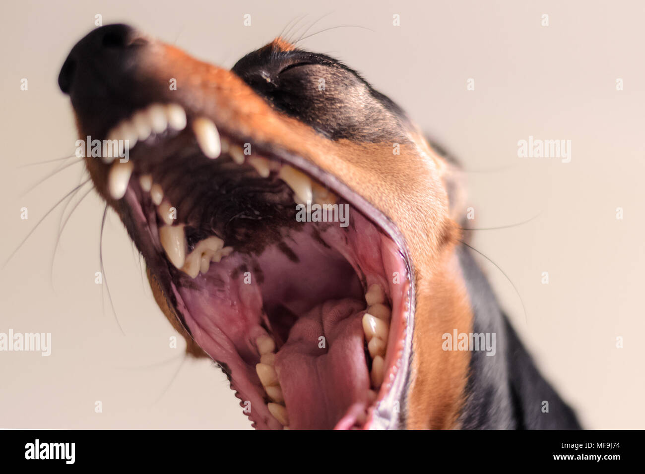 dog dwarf pinscher with open jaws. Shows teeth, angry dog Stock Photo