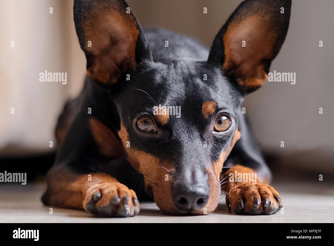 the dwarf pinscher looks into the eyes. Portrait of a dog. Sad look Stock Photo