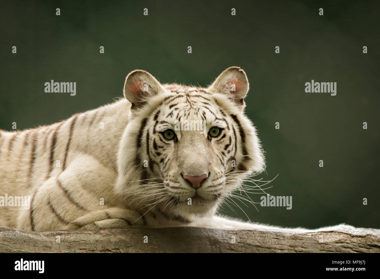 It was unnerving to be stared down by a White TIger while photographing it at Mirage Hotel and Casino's Seigfried and Roy Secret Garden in Las Vegas. Stock Photo