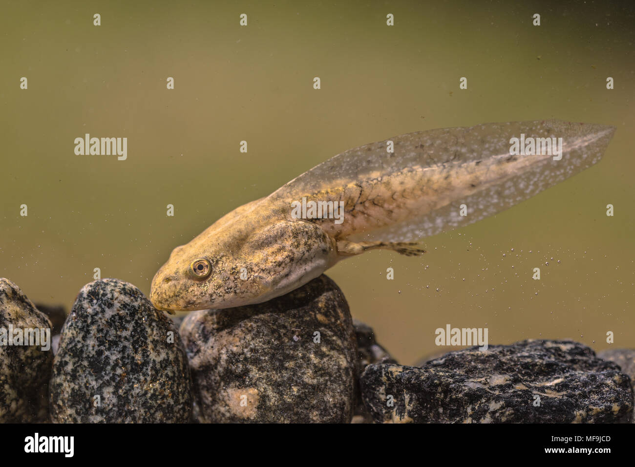 Tadpole of Phelophylax frog swimming in water with green background Stock Photo