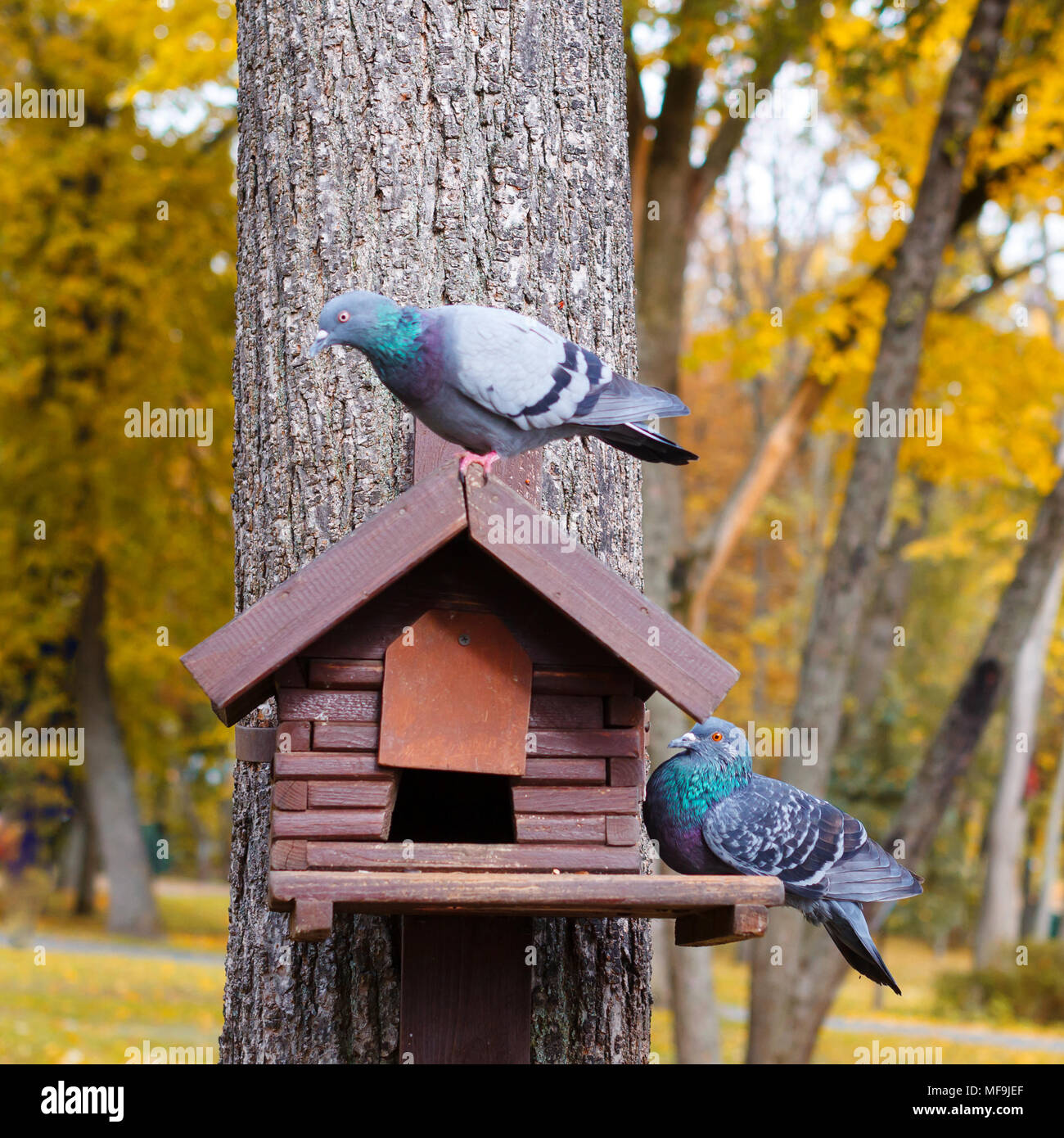 A house for birds or a squirrel on a tree. Birds in a birdhouse. An empty house for birds in the forest Stock Photo