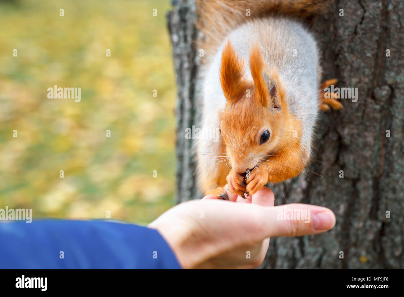 Wild animals eating human food hi-res stock photography and images - Alamy