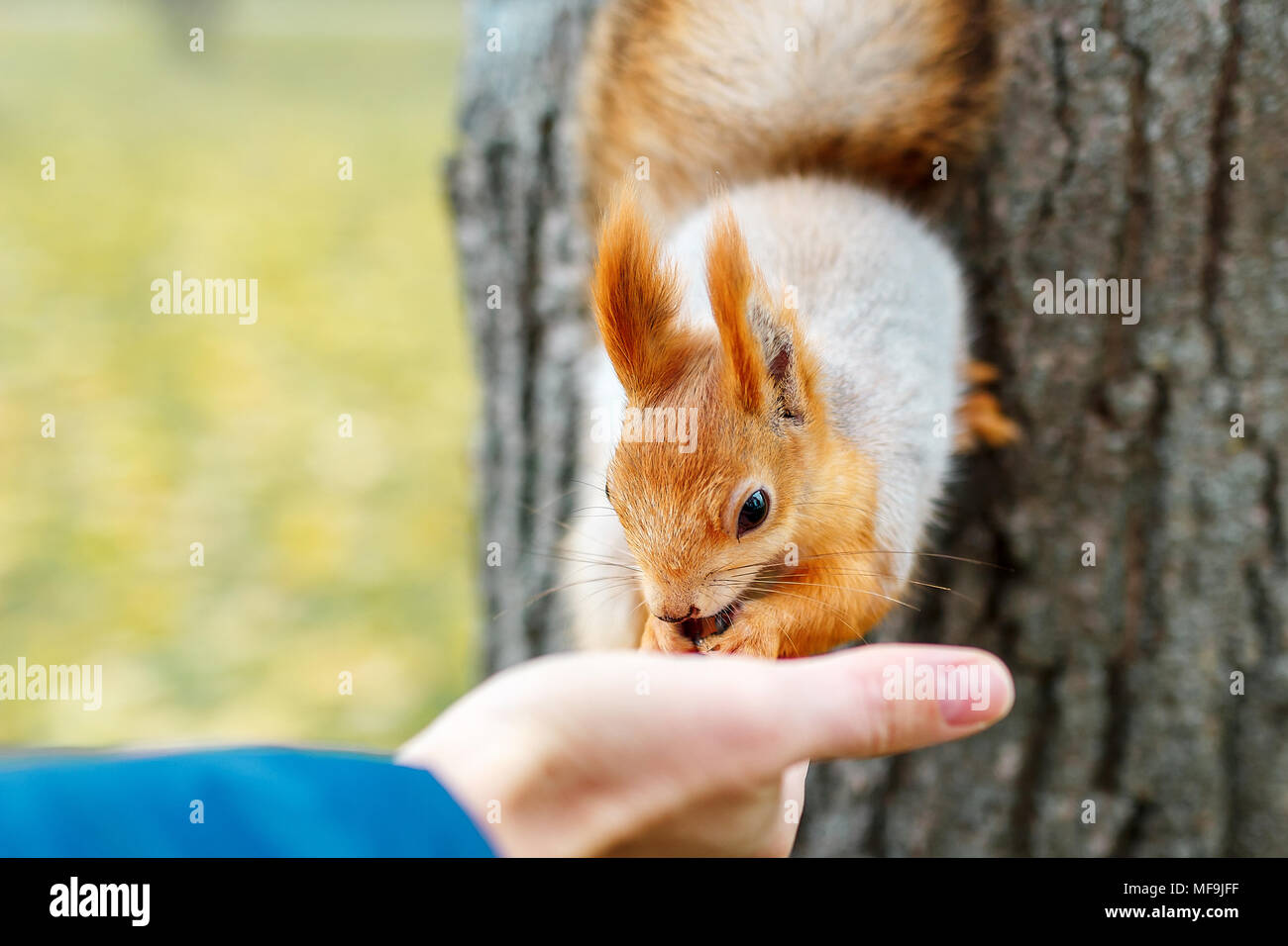 person feeds the squirrel. a funny squirrel eats from the palm of your  hand. Feeding animals in the forest Stock Photo - Alamy
