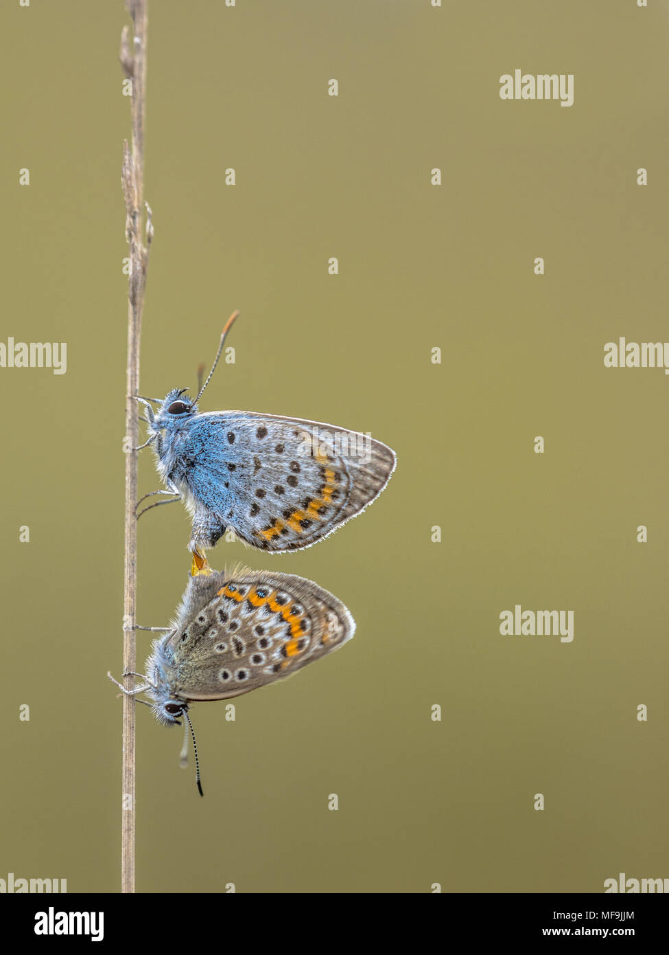 Couple of silver-studded blue (Plebejus argus) butterfly mating on grass in natural habitat with copy space Stock Photo