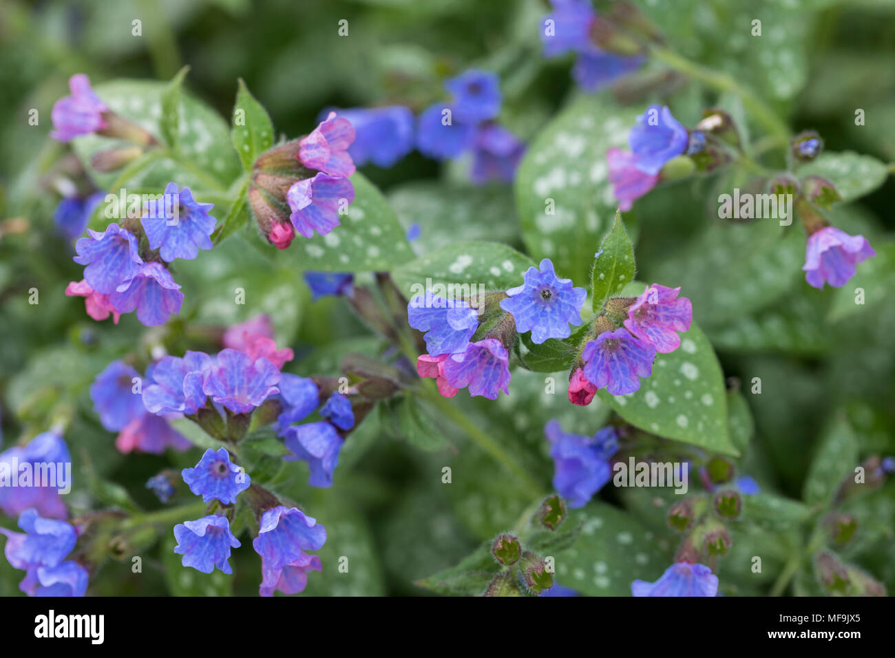 Close up of Pulmonaria officinalis flowering in a spring garden in the UK Stock Photo