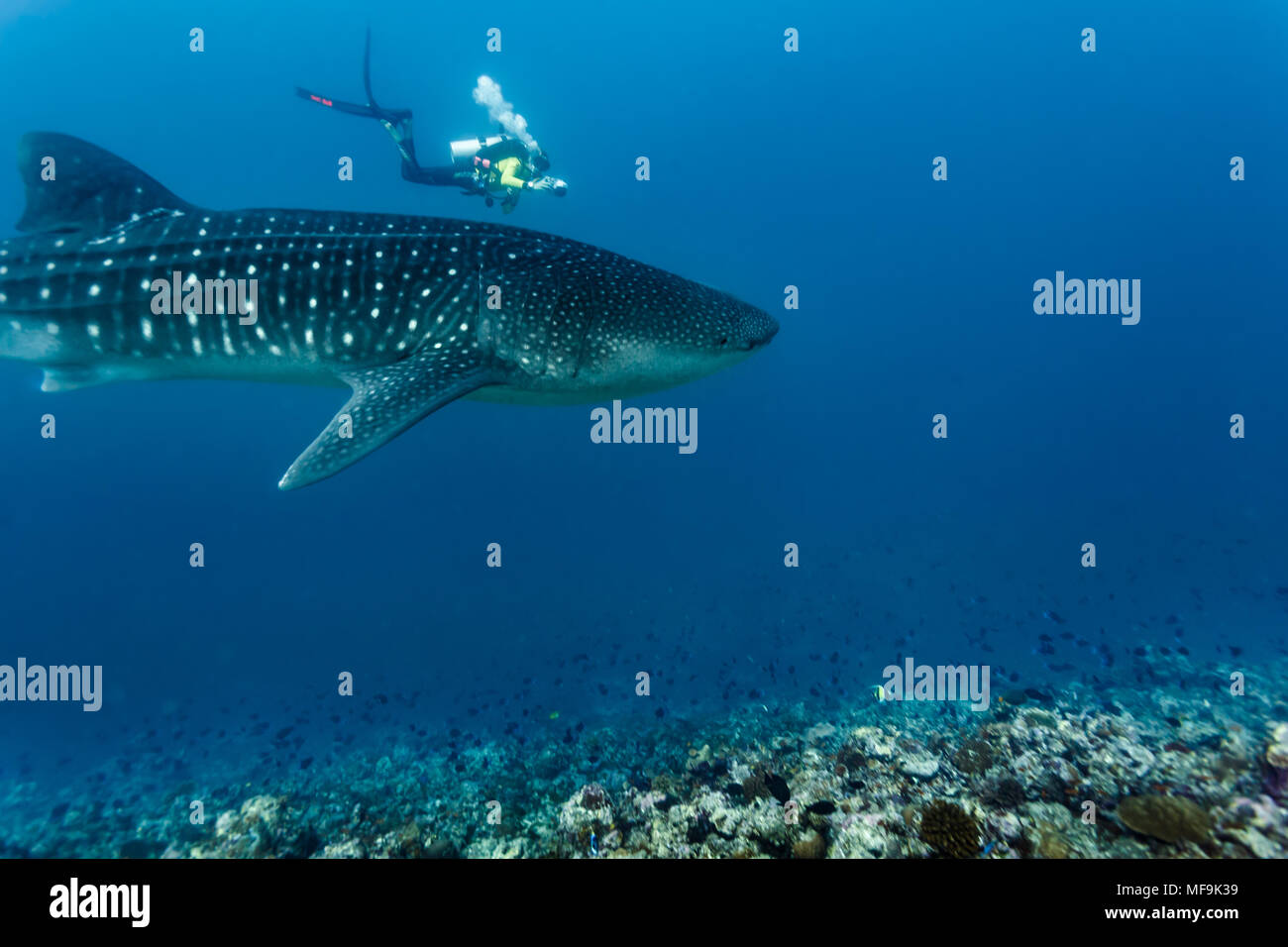 Scuba diver shark hi-res stock photography and images - Alamy