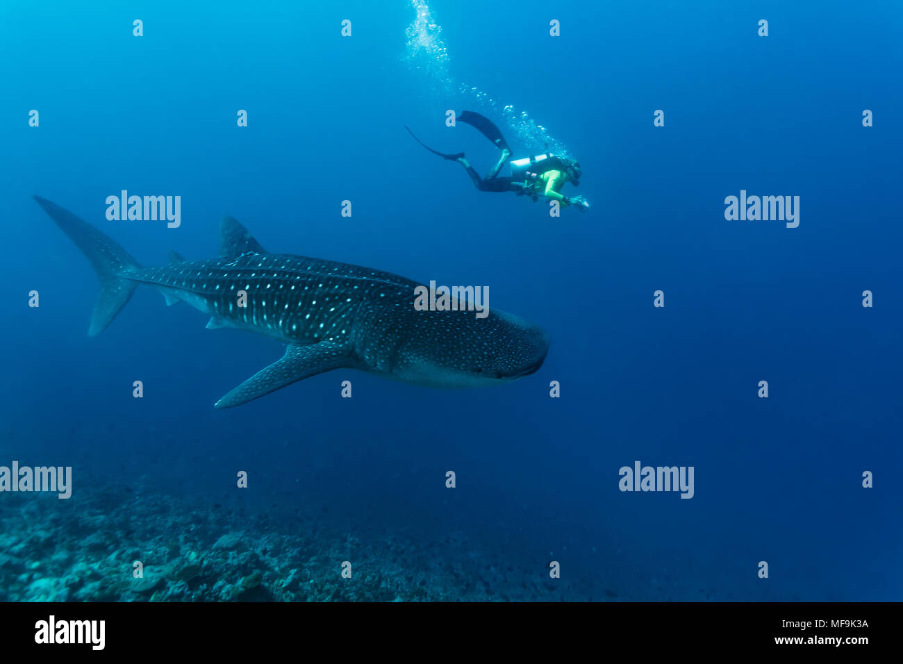 Whaleshark and scuba diver swim along coral reef Stock Photo - Alamy