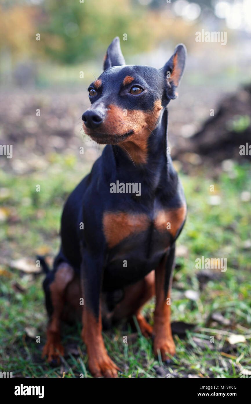 dwarf pinscher in nature. The dog sits on the grass and looks away Stock Photo