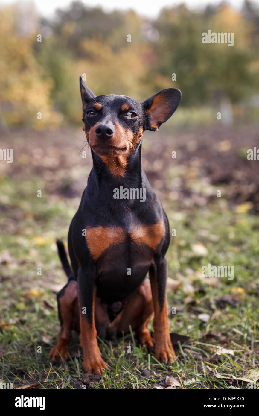 dwarf pinscher in nature. The dog sits on the grass and looks away Stock Photo