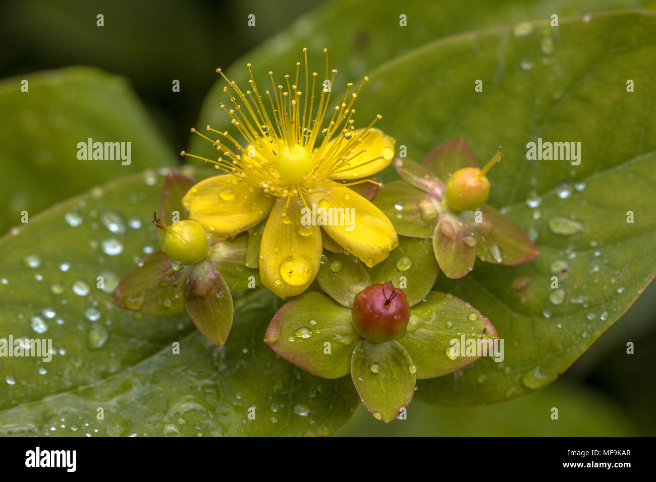 Yellow Hypericum flower with seed capsule and dew drops Stock Photo