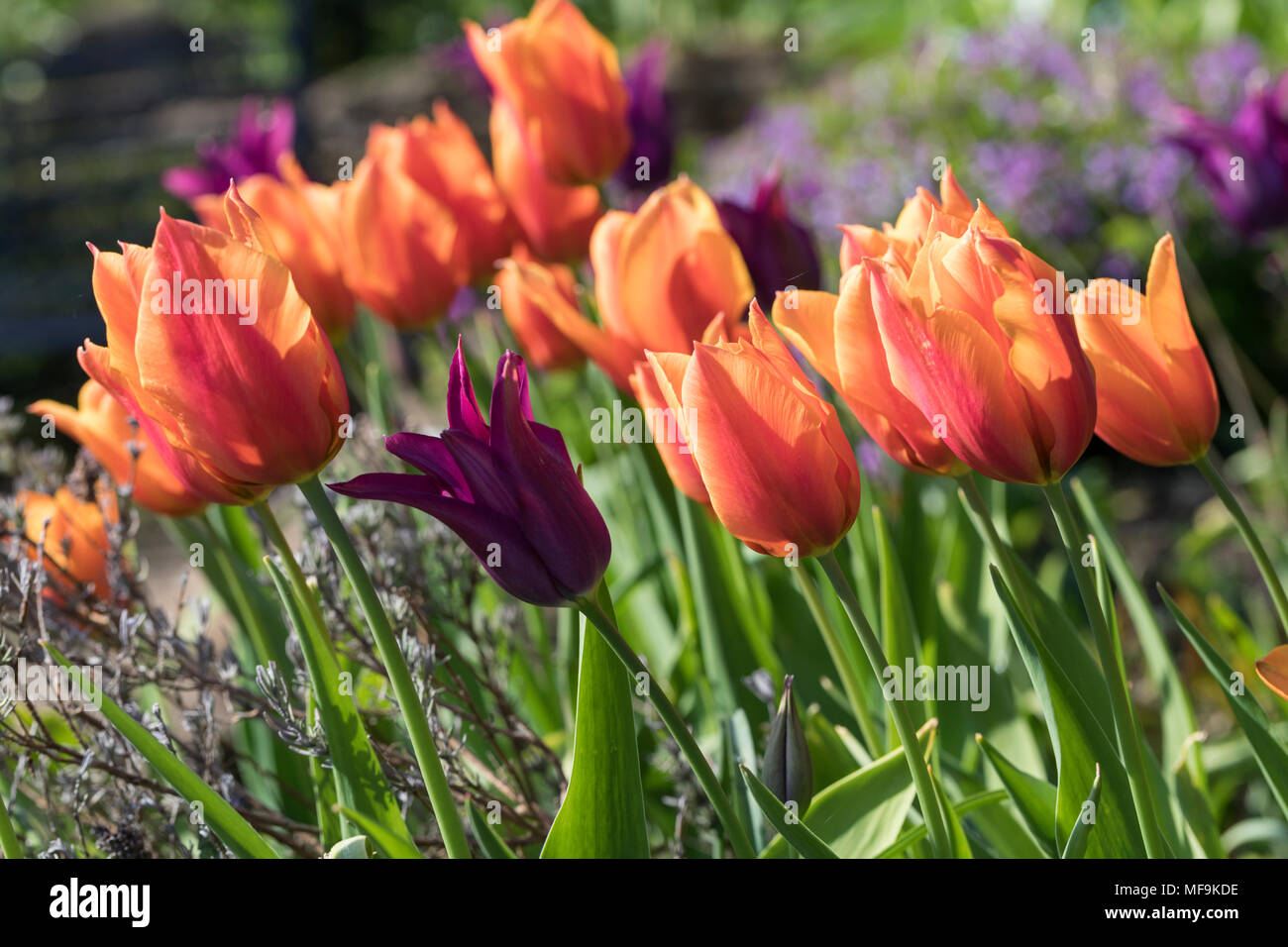 Tulipa Greetje Smit and Tulipa Burgundy flowering in a spring garden flower bed in the UK Stock Photo