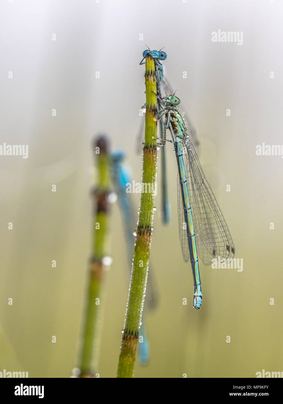 Three damselfly sleeping in early morning with dew on their wings Stock Photo