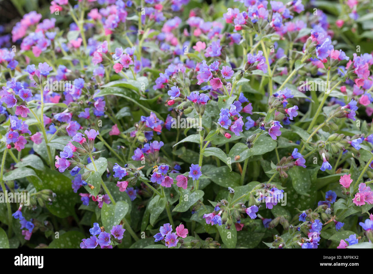Close up of Pulmonaria officinalis flowering in a spring garden in the UK Stock Photo
