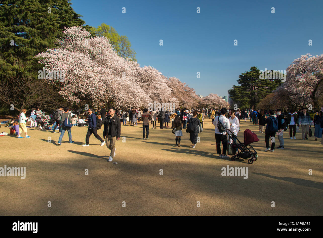 Shinjuku gyoen national garden tokyo cherry blossom parties hi-res ...