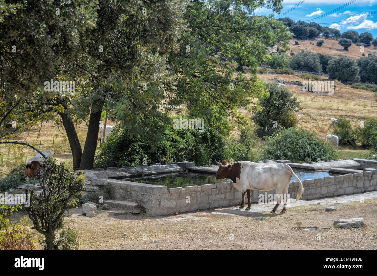 stone trough and cow in a pasture in Alpedrete, province of Madrid. Spain. Stock Photo