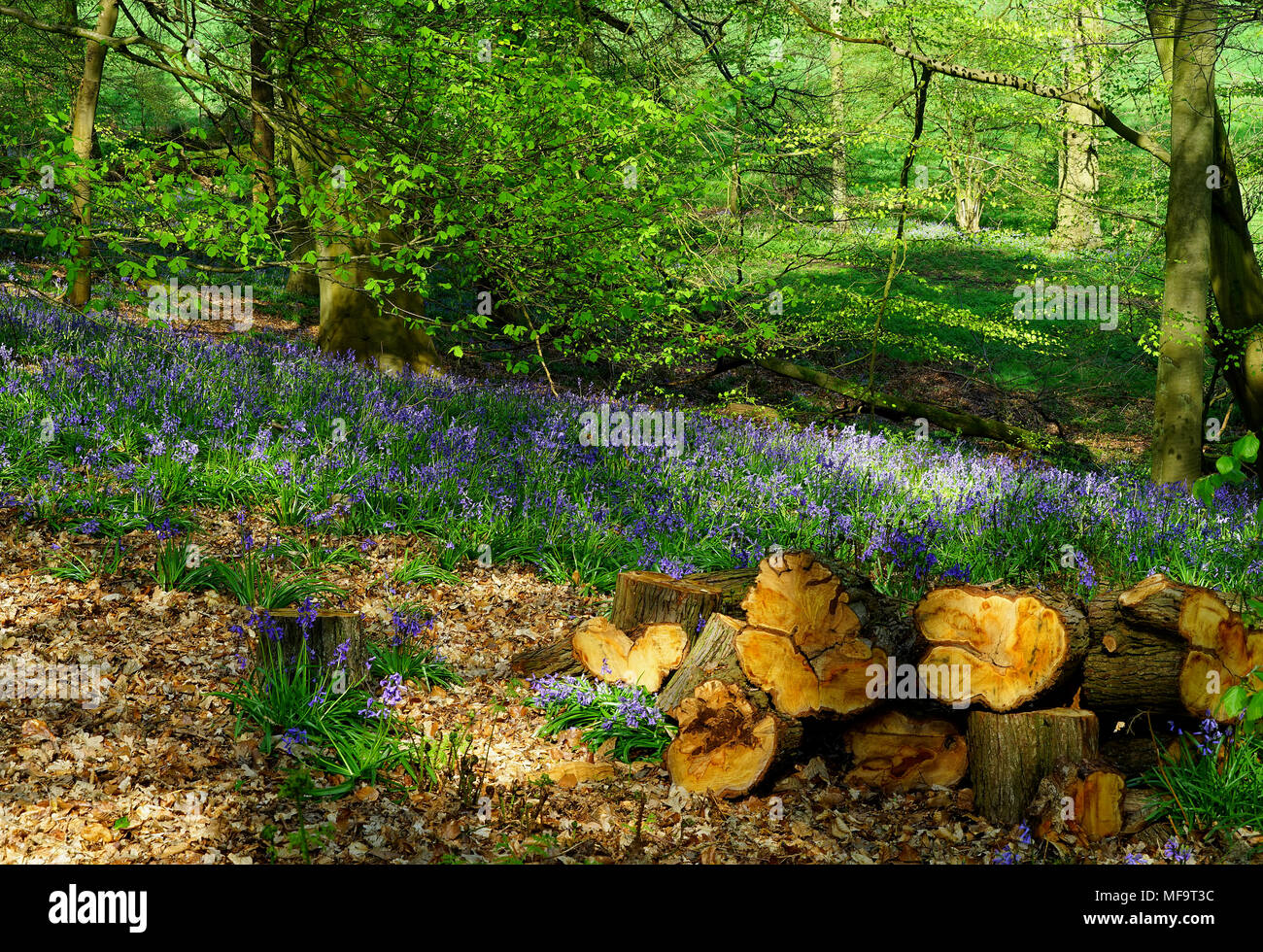 Bluebell woods in Brocket Park Stock Photo