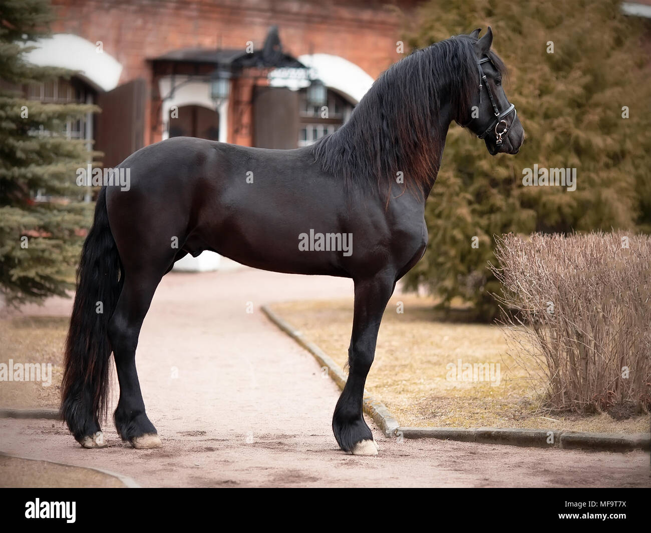 Black stallion. Sports black horse. Thoroughbred horse. Beautiful horse ...