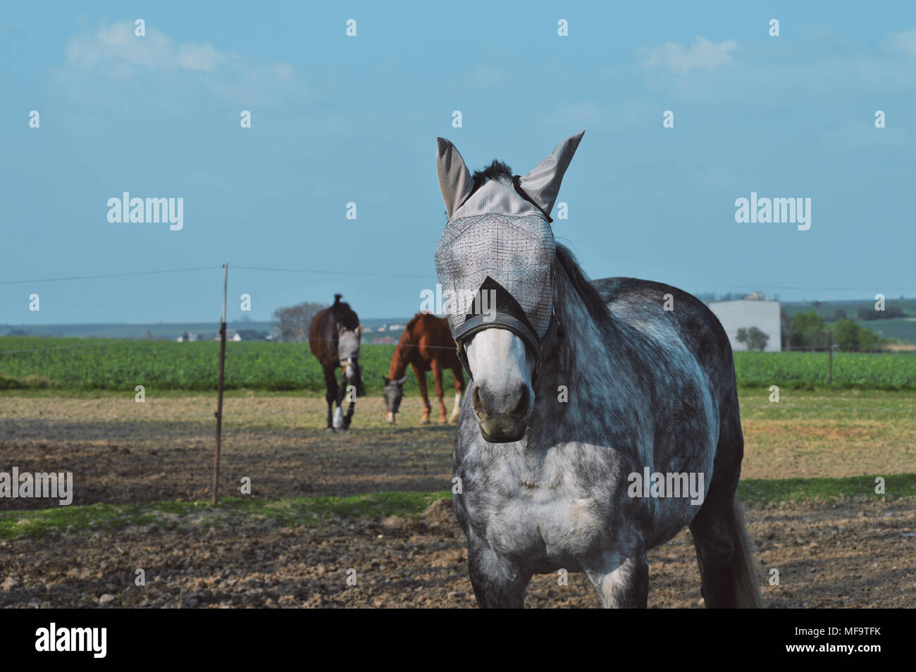 Two white horses green pasture hi-res stock photography and images - Alamy