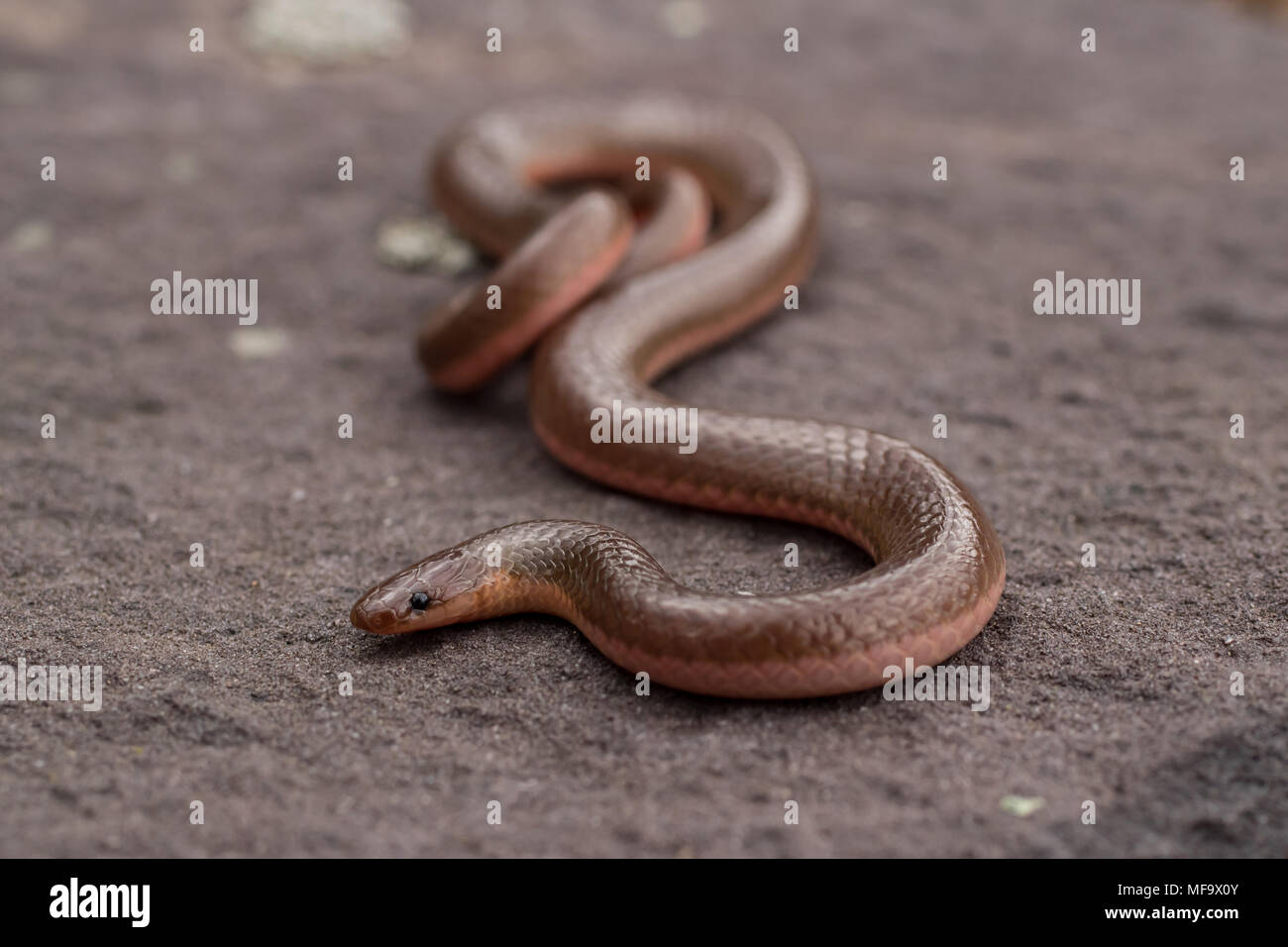 Eastern worm snake Carphophis amoenus Stock Photo Alamy