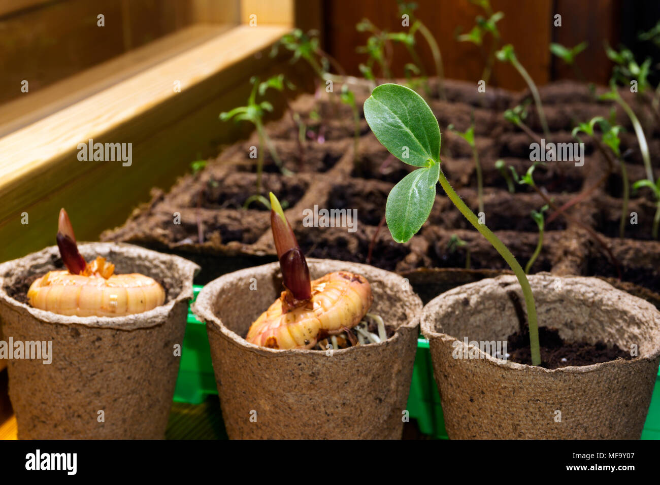 Germinating bulbs hires stock photography and images Alamy