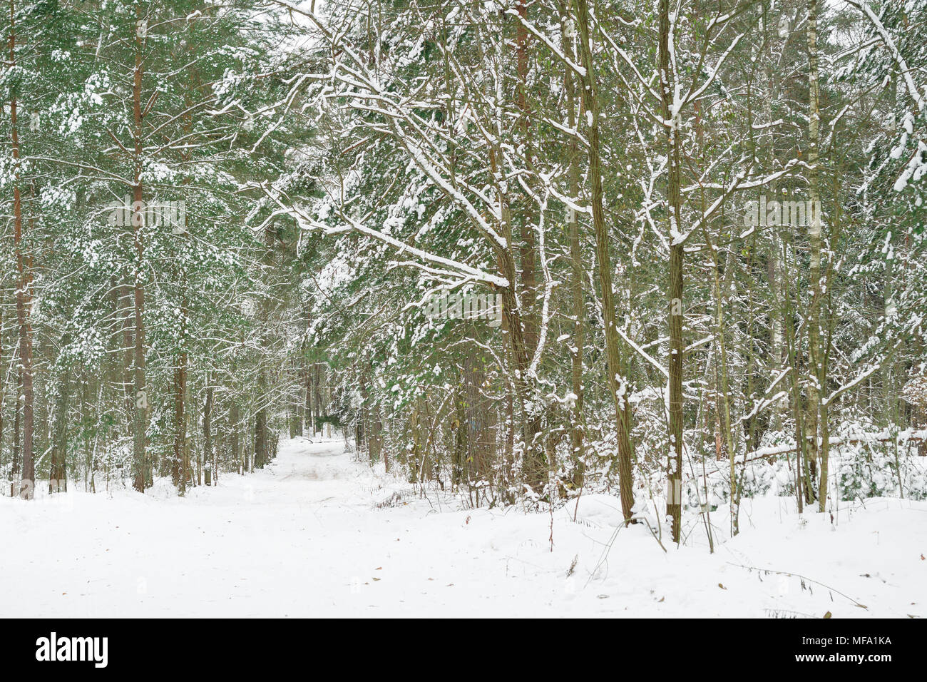 Beautiful winter woods. Pathway among trees covered with snow in the forest. Stock Photo