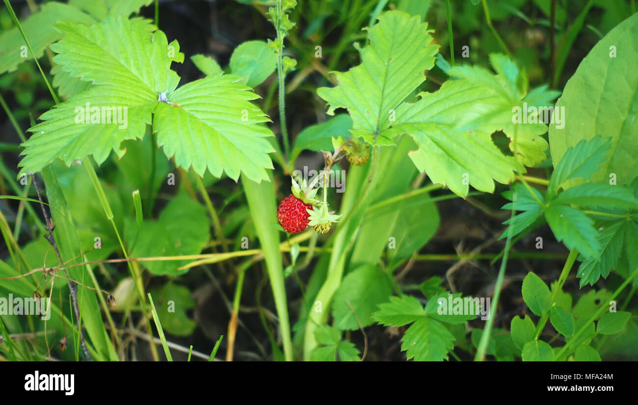 Strawberries plant hi-res stock photography and images - Alamy