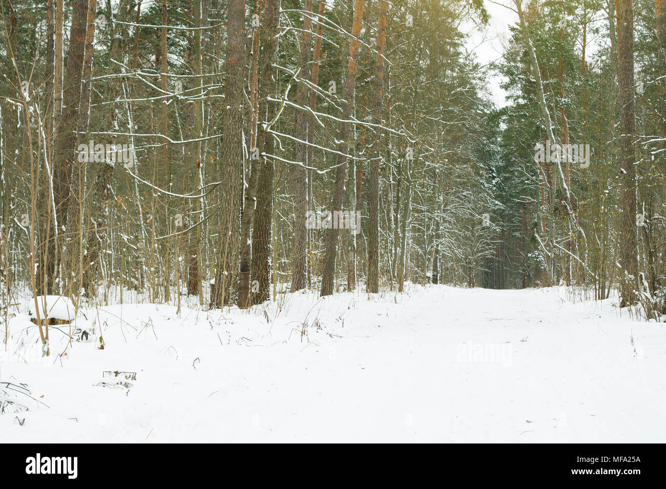 Pathway among trees covered with snow in the forest. Beautiful winter woods. Stock Photo