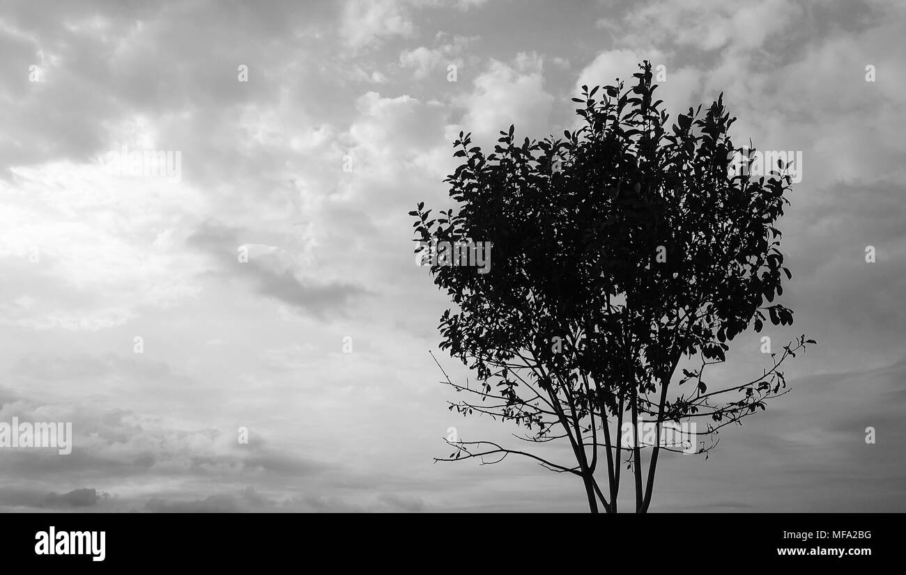Stormy clouds and tree silhouette Stock Photo - Alamy