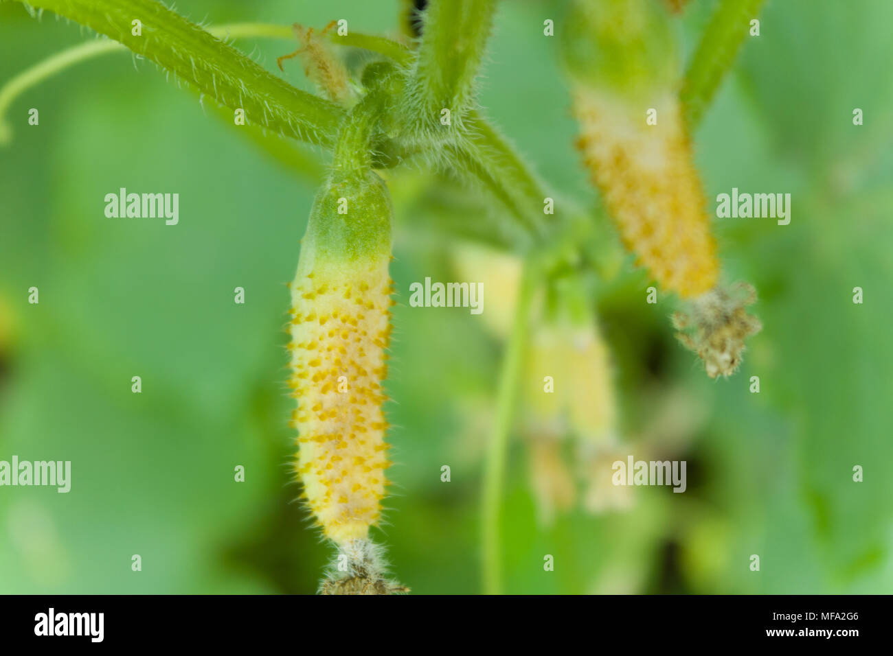 Cucumber disease,small green cucumber hanging on plant. Cucumber