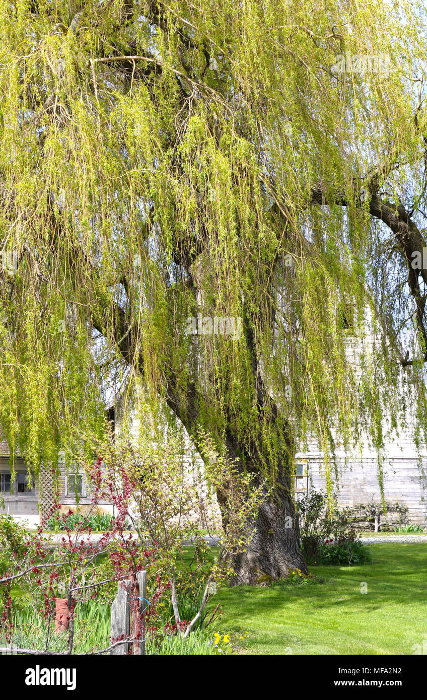 Weeping willow tree in front of a rustic white barn in the Skagit Valley of the Pacific Nortwest