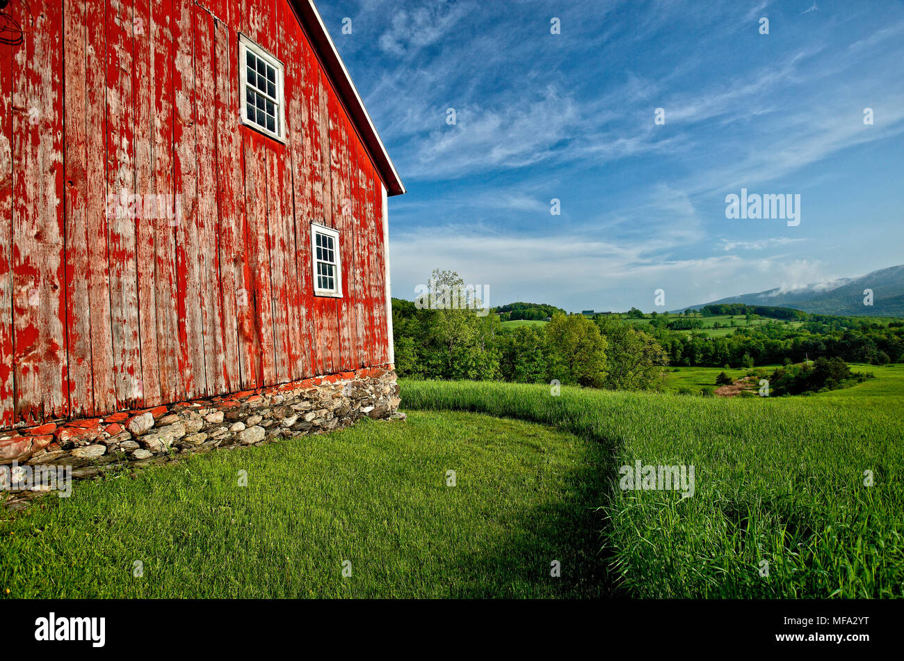 Classic red Vermont born in the beautiful meadow on a summer day Stock Photo