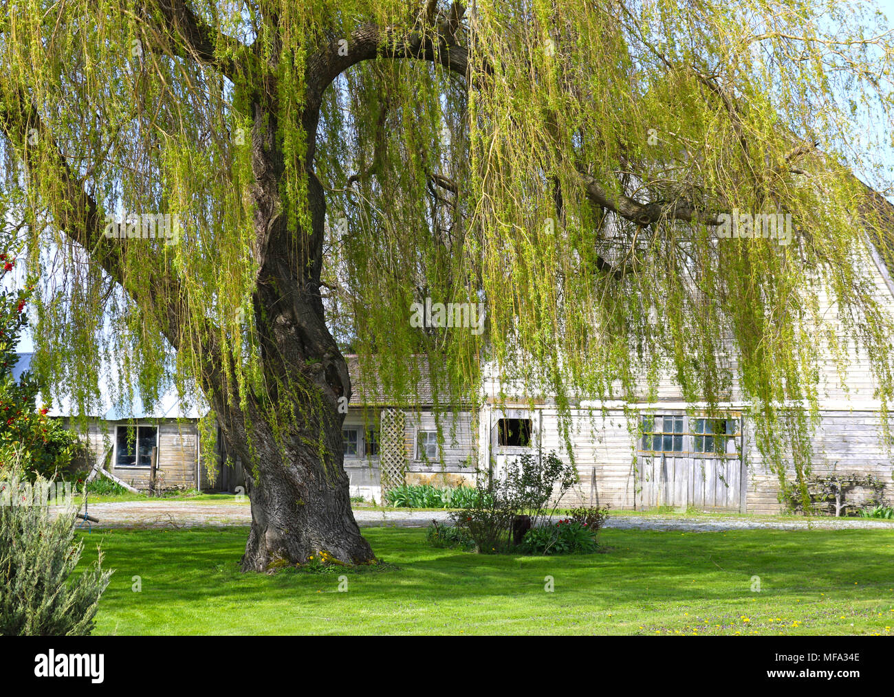 Weeping willow tree in front of a rustic white barn in the Skagit Valley of the Pacific Nortwest city of Mount Vernon, Washington. Stock Photo