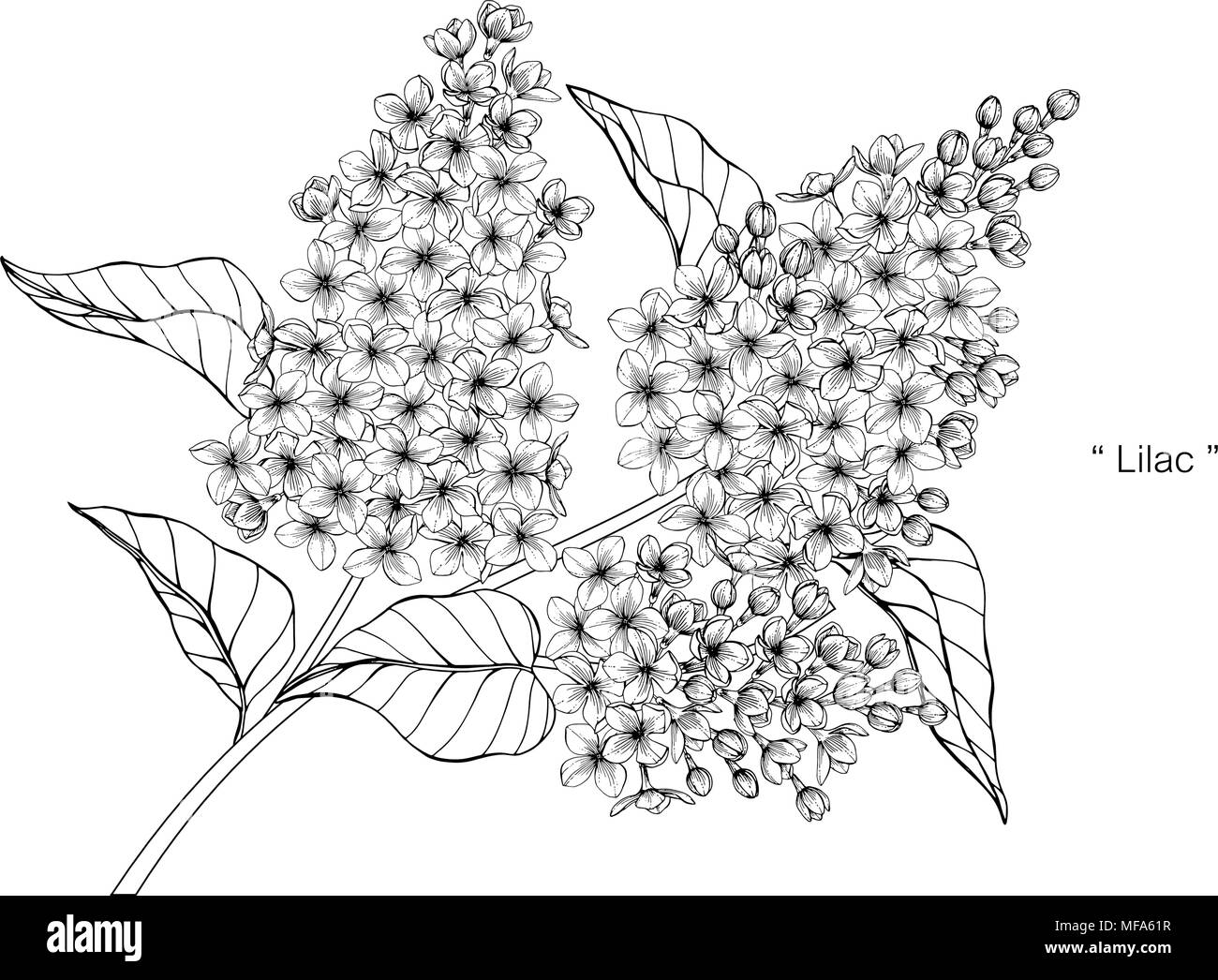 Lilac Flower Drawing Illustration Black And White With Line Art On White Backgrounds Stock Vector Image Art Alamy