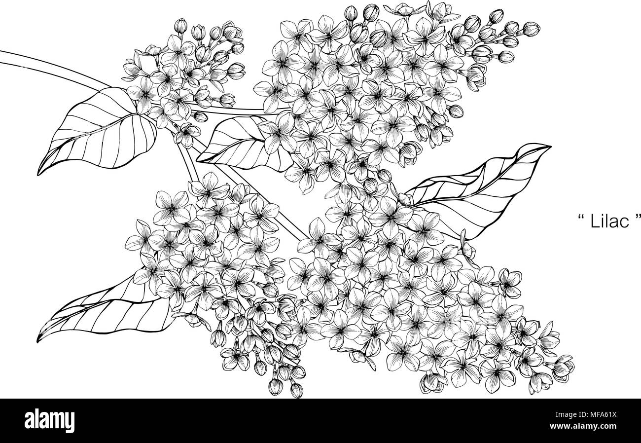 Lilac Vector Vectors Black And White Stock Photos Images Alamy Lilac Vector Vectors Black And White Stock Photos Images Alamy