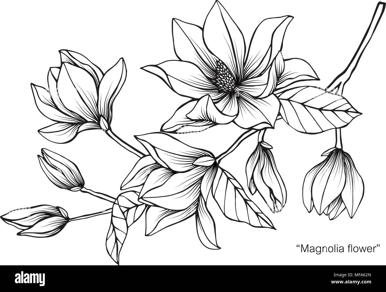Magnolia flower drawing illustration. Black and white with line art on
