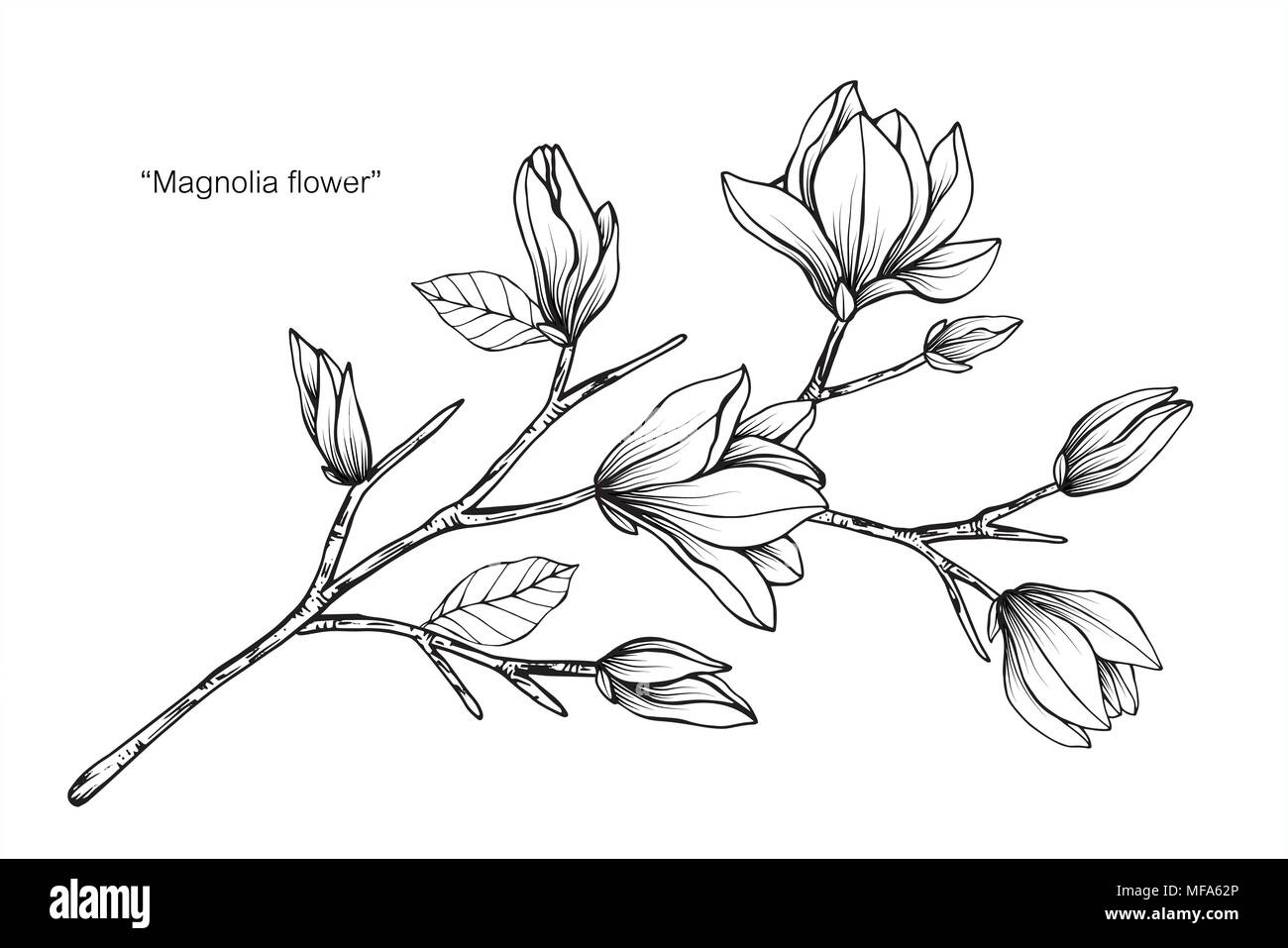 How to Draw a Magnolia Flower - Easy Drawing Tutorial For Kids