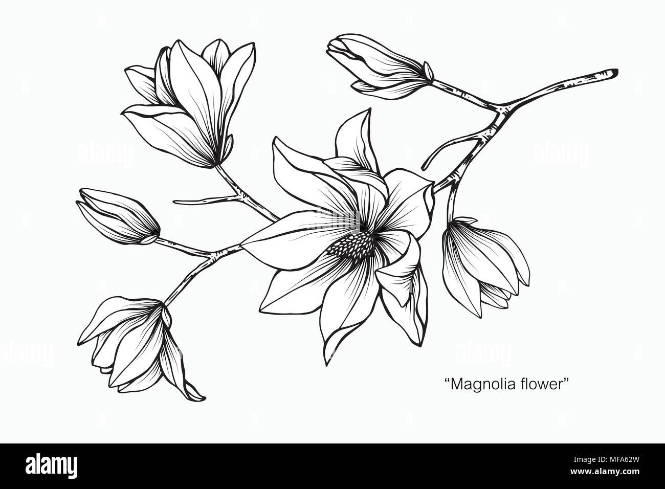 Magnolia flower drawing illustration. Black and white with line art on  white backgrounds Stock Vector Image & Art - Alamy
