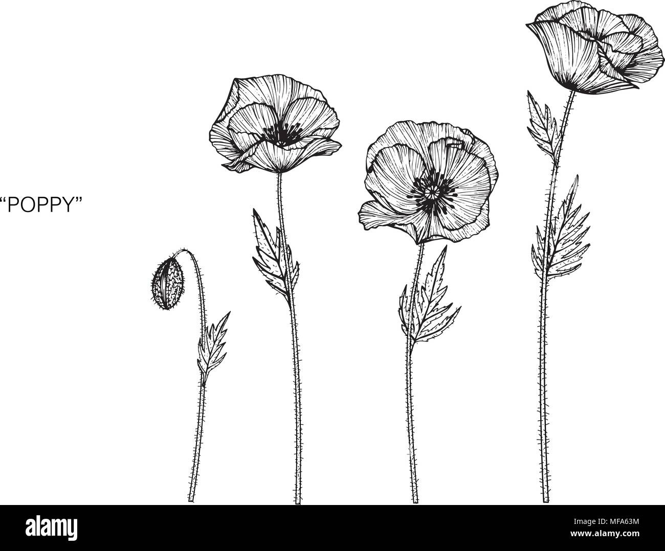 Poppy flower drawing illustration. Black and white with line art on ...