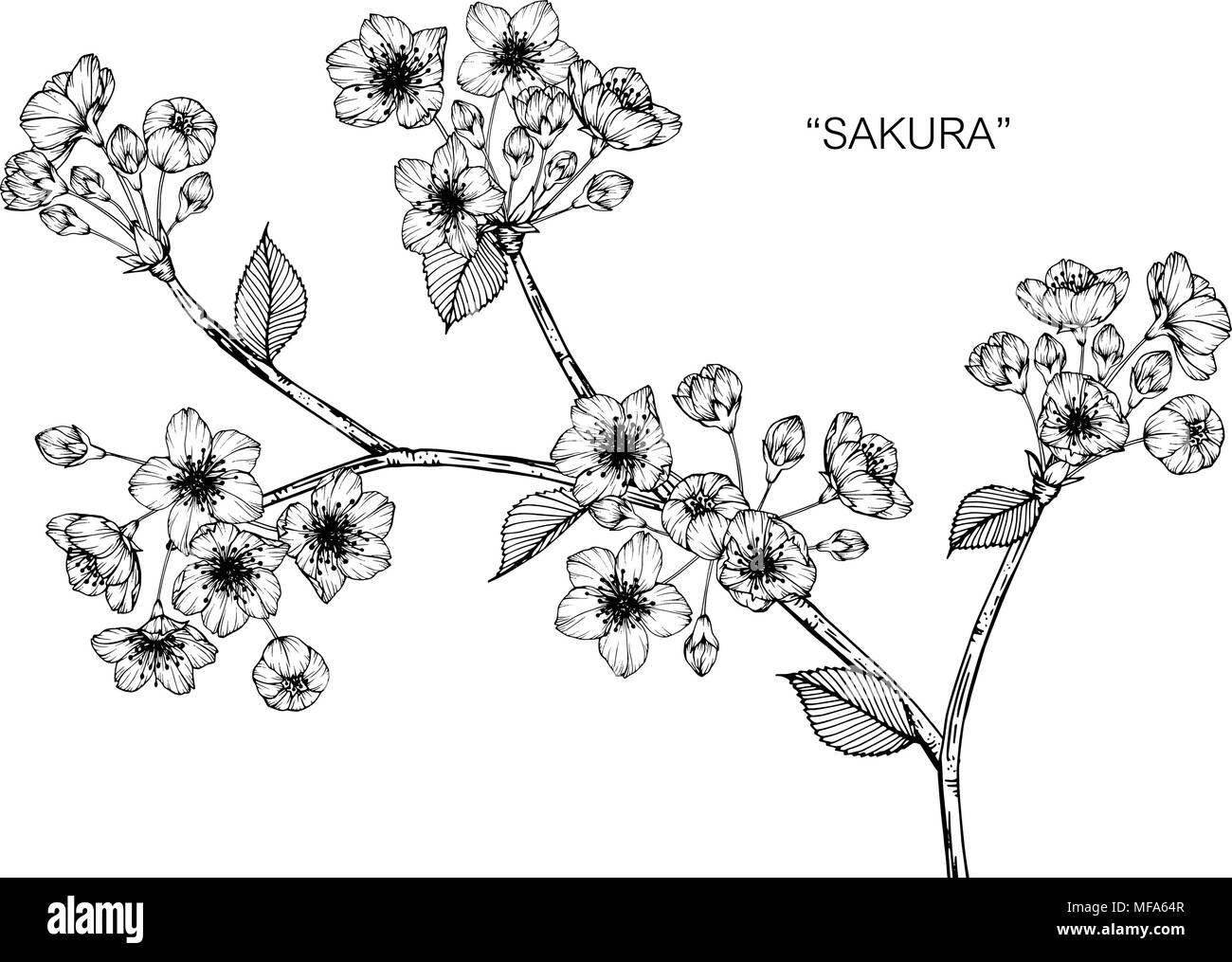 Sakura flower drawing illustration. Black and white with line art on white backgrounds. Stock Vector