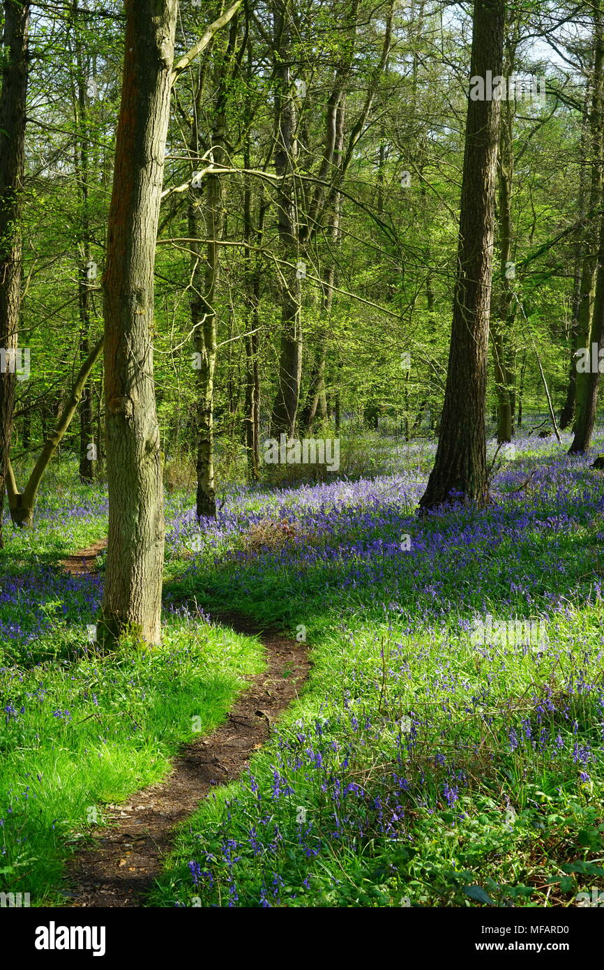 A winding path through the bluebells near Brocket Park Stock Photo