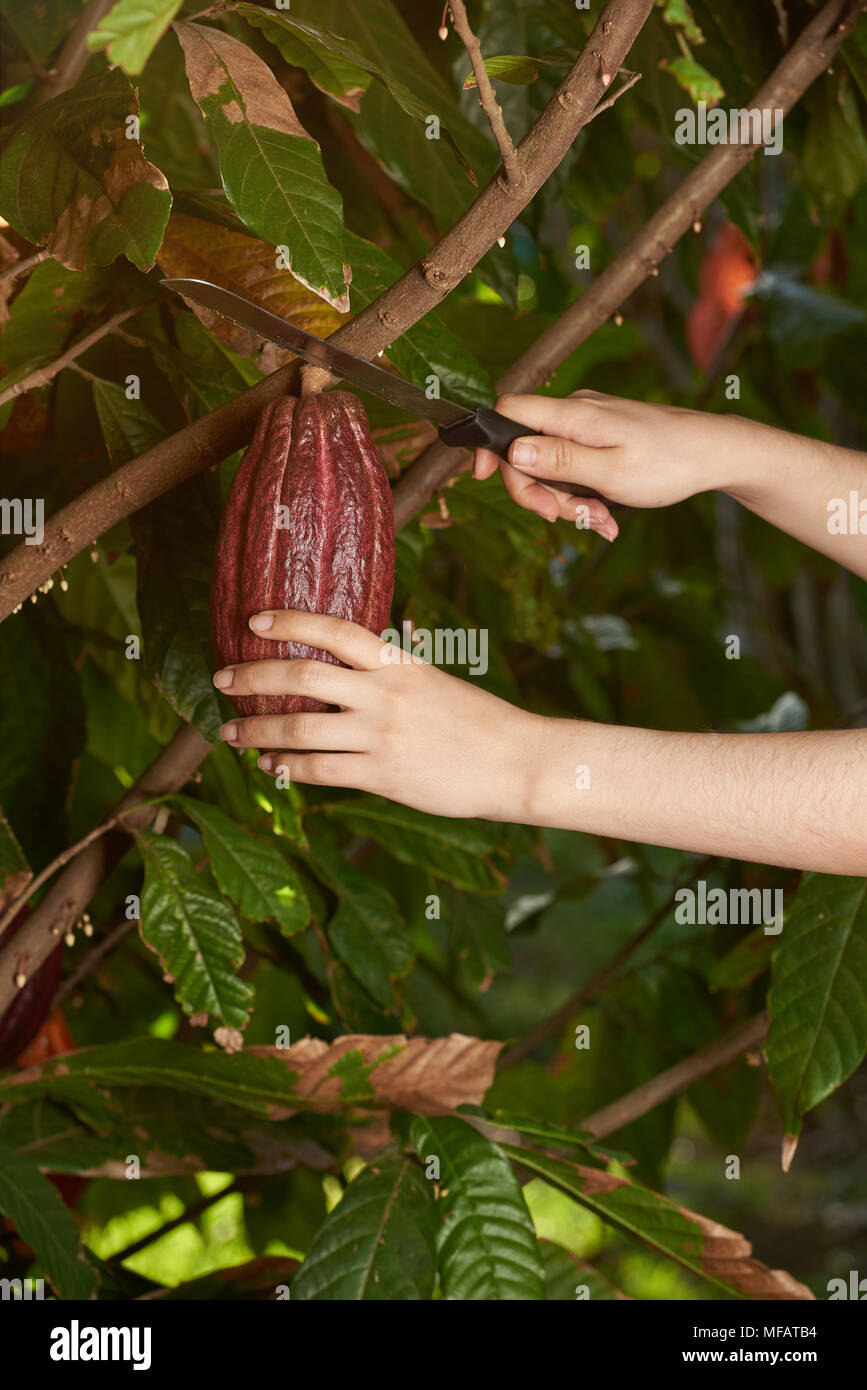 Cocoa harvest  time theme. Picking up cacao fresh pods Stock Photo