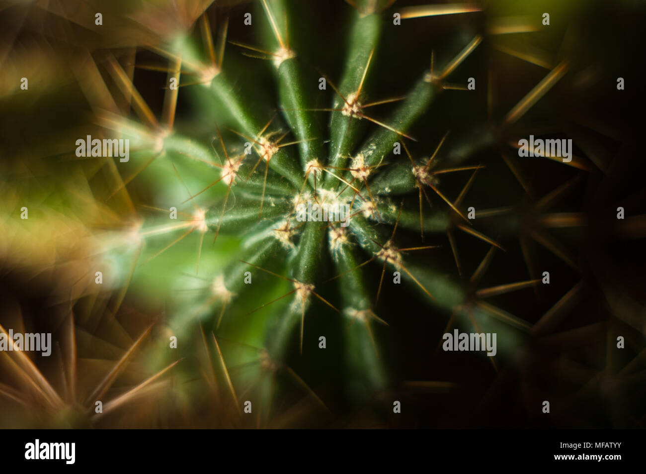 Cactus Echinopsis Tubiflora Stock Photo Alamy Cactus Echinopsis Tubiflora Stock Photo Alamy